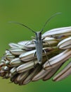 Longhorn beetle Phytoecia geniculata