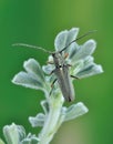 Longhorn beetle Phytoecia hirsutula Royalty Free Stock Photo