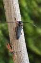 Longhorn beetle Phytoecia pustulata Royalty Free Stock Photo