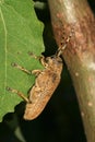 Longhorn beetle on poplar leaf