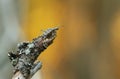 Longhorn beetle, Rhagium inquisitor on wood Royalty Free Stock Photo