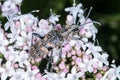 Longhorn Beetle (Rhagium Mordax) Royalty Free Stock Photo