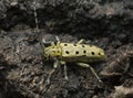 Longhorn beetle, Saperda perforata on aspen bark