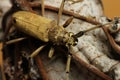 Longhorn beetle sitting on dry leave