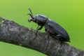 Longhorn beetle - Spondylis buprestoides Royalty Free Stock Photo