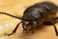 Longhorn beetle Spondylis buprestoides on woodforest
