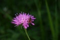 Longhorn beetle Stenurella melanura Royalty Free Stock Photo