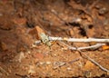 A longhorn beetle on a stick in the arid Australian Outback. Royalty Free Stock Photo