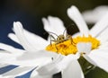 Longhorn beetle (Strangalia quadrifasciata) portrait Royalty Free Stock Photo