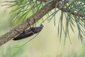 Longhorn beetle on a tree branch, Ergates faber