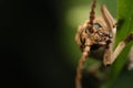 Longhorn beetle macro photo on leaf