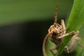 Longhorn beetle macro photo on leaf