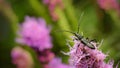 Longhorn beetles, photographed when staying on purple flower in nature.