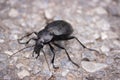 The longhorn black beetle (Cerambycidae; also known as long-horned or longicorns) crawls along the road. Close-up photo Royalty Free Stock Photo
