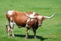 A longhorn bull