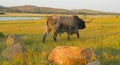 Longhorn bull calling his herd