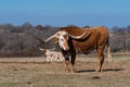 Longhorn bull with an orange stipe on its white face in field