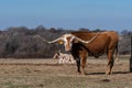 Longhorn bull with an orange stipe on its white face in meadow Royalty Free Stock Photo