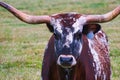 A longhorn bull in a pasture.