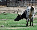 longhorn bull in a pasture, grazing, standing