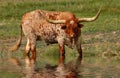 A Longhorn steer stops by to drink Royalty Free Stock Photo