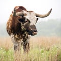 Longhorn Bull in Oklahoma Royalty Free Stock Photo