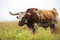 Texas Longhorn Bull Royalty Free Stock Photo