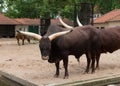 Longhorn bull in zoo Royalty Free Stock Photo