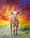 Longhorn Calf Out Grazing at Sunrise Royalty Free Stock Photo