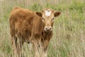 Texas Longhorn Calf Royalty Free Stock Photo