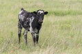 Texas Longhorn Calf Royalty Free Stock Photo