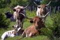 Longhorn Cattle