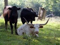 Longhorn Cattle