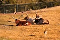 Longhorn cattle