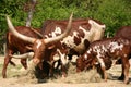 Longhorn cattle