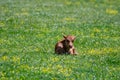 A one week old longhorn cattle calf laying in a pasture Royalty Free Stock Photo