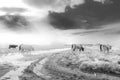 Longhorn cattle on the colorado open range