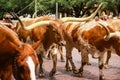 Longhorn Cattle Drive at the stockyards of Fort Worth, Texas, USA Royalty Free Stock Photo