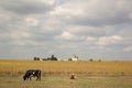 Longhorn Cattle in Field Royalty Free Stock Photo