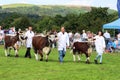 Longhorn cattle in grand parade, Garstang show