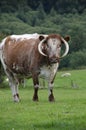 Longhorn cattle rare breed in Pembrokeshire