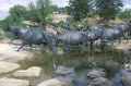 Longhorn cattle sculpture in Pioneer Plaza, Dallas TX Royalty Free Stock Photo