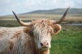 Longhorn cattle standing in a field of tall grass, with mountains in the background Royalty Free Stock Photo