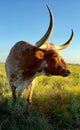 Longhorn cattle standing in a field Royalty Free Stock Photo