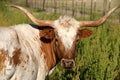 Longhorn Cow Royalty Free Stock Photo