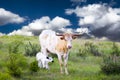 Longhorn Cow and Calf Royalty Free Stock Photo