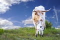 Longhorn Cow and Calf Royalty Free Stock Photo