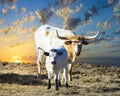 Longhorn Cow and Calf Grazing at Sunrise Royalty Free Stock Photo