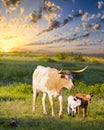 Longhorn Cow and Calves Grazing at Sunrise Royalty Free Stock Photo