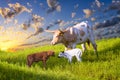 Longhorn Cow and Calves Grazing at Sunrise Royalty Free Stock Photo